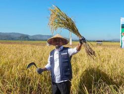 Gubernur Sulsel Panen dan Tanam Mandiri Benih Padi di Maros