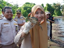 Karantina Sulbar Kembalikan Kepiting Bakau ke Habitat