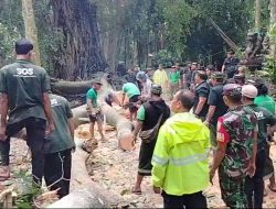 Monkey Forest Ubud Tutup Sementara Setelah Kejadian Pohon Tumbang