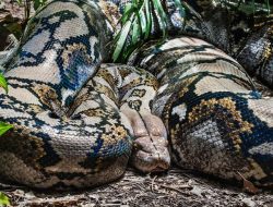 Pria Tewas Ditelan Ular Piton 6 Meter di Luwu Utara