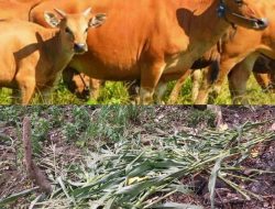 Tanaman Jagung Milik Halik Warga Korongana Ludes Dimakan Sapi