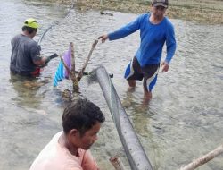 BUMDes Desa Dungkait Luncurkan Program Ketahanan Pangan Lewat Pengembangan Tambak Udang
