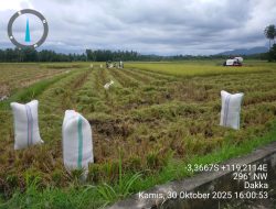 Panen Raya Pertama Setelah Puluhan Tahun, Petani Buttu Pana Rasakan Manfaat Irigasi Merata
