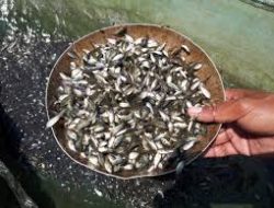 Pemkab Mateng Salurkan 30 Ribu Bibit Ikan Nila