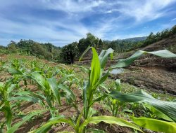 Warga Binaan Dan Petugas Rutan Mamuju Lakukan Perawatan Tanaman Pertanian, Dukung Ketahanan Pangan Nasional