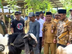 Program Bantuan Kambing Pemprov Sulbar dalam Setengah Tahun, 25% Sudah Produktif