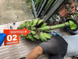 Sesosok Pria Ditemukan Tak Bernyawa di Galung Maloang, Kasat Reskrim: Bukan Tindak Pidana