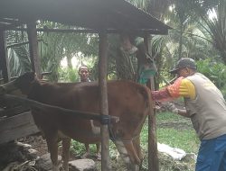 Pelayanan IB Tetap Berjalan Selama Bulan Ramadan di Sulbar
