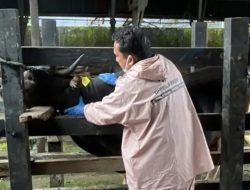 13 Sapi Asal Makassar Jalani Pemeriksaan Ketat Sebelum Dikirim ke Batulicin