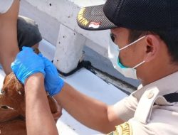 630 Kambing dari Sumba Tiba di Tuju-Tuju, Karantina Sulsel Pastikan Bebas PMK