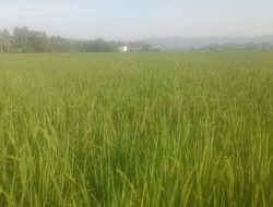 Pemeriksaan Fase Berbunga Padi Inpari 42 di BUMDes Panca Karya Tonrolima