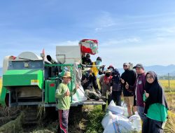 UPTD BBTPH Sulbar Panen Calon Benih Padi Inbrida di BBI Lantora, Target 30 Ton