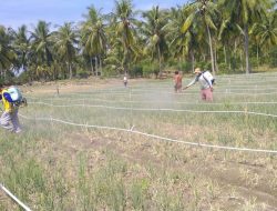 DTPHP Sulbar Laksanakan Gerdal OPT pada Lahan Bawang Merah di Polman