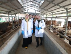 Jamin Kualitas Hewan Kurban, Pemkab Barru Pantau Langsung Proses Karantina di Pelabuhan Garongkong