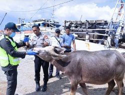 173 Kerbau Asal NTB Dipastikan Sehat, Karantina Sulsel Lakukan Pengawasan Terpadu
