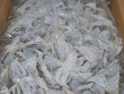 Jaga Mutu dan Keamanan Produk, Karantina Sulsel Periksa Komoditas Sarang Burung Walet Asal Sidrap