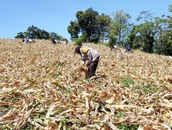 Petani Binaan Panen Jagung, Bhabinkamtibmas Polsek Soreang Turut Bantu di Lahan Perkebunan