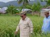 FAO: Produksi Beras Indonesia Naik, Saat Produksi Dunia Turun di Tahun 2026