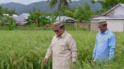 FAO: Produksi Beras Indonesia Naik, Saat Produksi Dunia Turun di Tahun 2026
