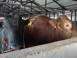Karantina Sulsel Kawal Lalu Lintas Sapi Potong Tujuan Kalimantan