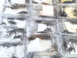 Cegah HPIK, Karantina Sulsel Periksa 600 Ekor Kepiting Hias Tujuan Jakarta