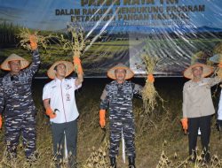 Dukung Ketahanan Pangan Nasional, Dankodaeral VI Hadiri Panen Raya Kedelai Serentak Bersama Presiden RI di Pangkep-Sulsel