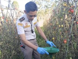 Karantina Sulsel Deteksi Dini OPTK di 10 Kabupaten/Kota