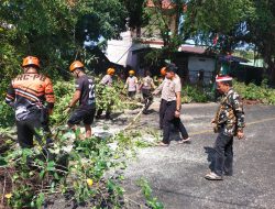 Bhabinkamtibmas Cappa Galung Tangani Pohon Tumbang di Jalan Bau Massepe