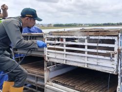 Antisipasi Penyebaran PMK, Karantina Sulsel Periksa Ketat Kambing Asal NTT