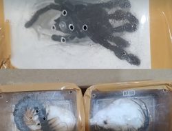 Tertib Administrasi, Puluhan Tarantula dan Kelabang Siap Melintas dari Makassar ke Jakarta
