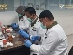 Pantau 12 Tambak di Barru, Karantina Sulsel Perkuat Deteksi Dini Penyakit Udang