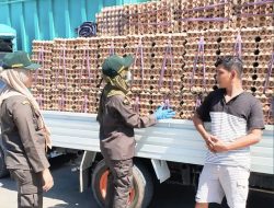 Dari Sentra Telur Sidrap, 2,1 Ton Telur Konsumsi Jalani Pemeriksaan Karantina