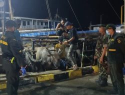 Tiba Melalui Pelabuhan Jeneponto, Karantina Sulsel Pastikan 70 Kerbau Asal Buru Bebas Penyakit