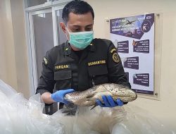 Jamin Kualitas Produk Ekspor, Karantina Sulsel Kawal Pengiriman Ikan Segar ke Arab Saudi