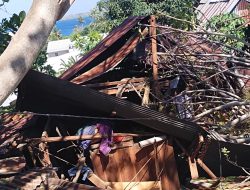 Pohon Tua Tumbang di Cappa Galung Parepare, Polsek Bacukiki Bantu Dua Rumah Warga yang Rusak