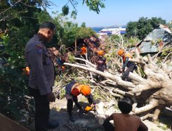 Respons Cepat Aipda Kasril Tangani Pohon Tumbang yang Rusak Dua Rumah Warga Cappa Galung