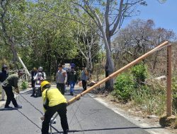 Pohon Tumbang Tutup Jalan Ambo Matti, Polsek Ujung Parepare Turun Tangan