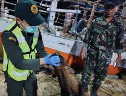 Pastikan Kesehatan Ternak, Karantina Sulsel Lakukan Pemeriksaan di Pelabuhan Jeneponto