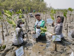 Kalla Toyota Tanam 43 Ribu Mangrove di Pangkep